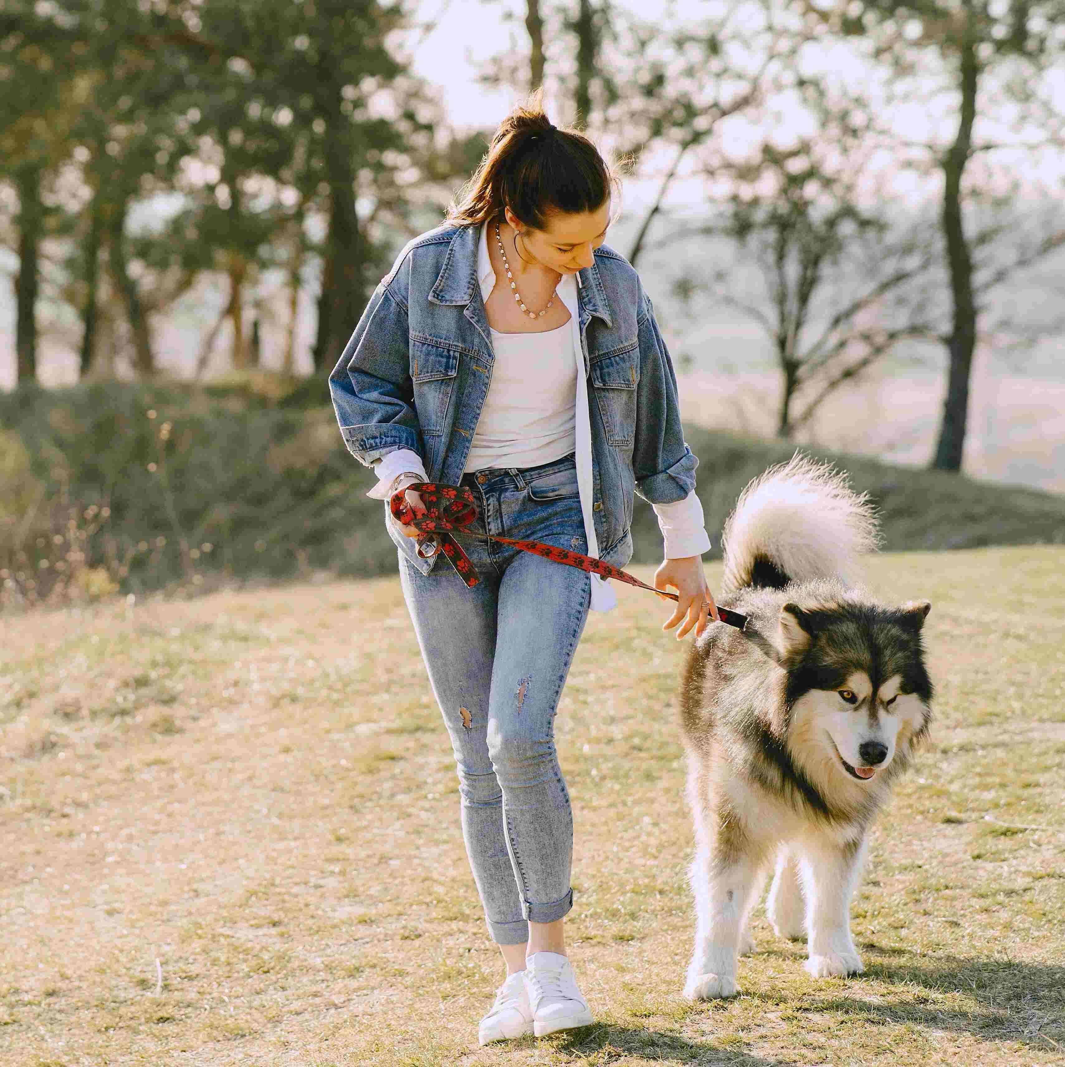 Golden retriever in a park